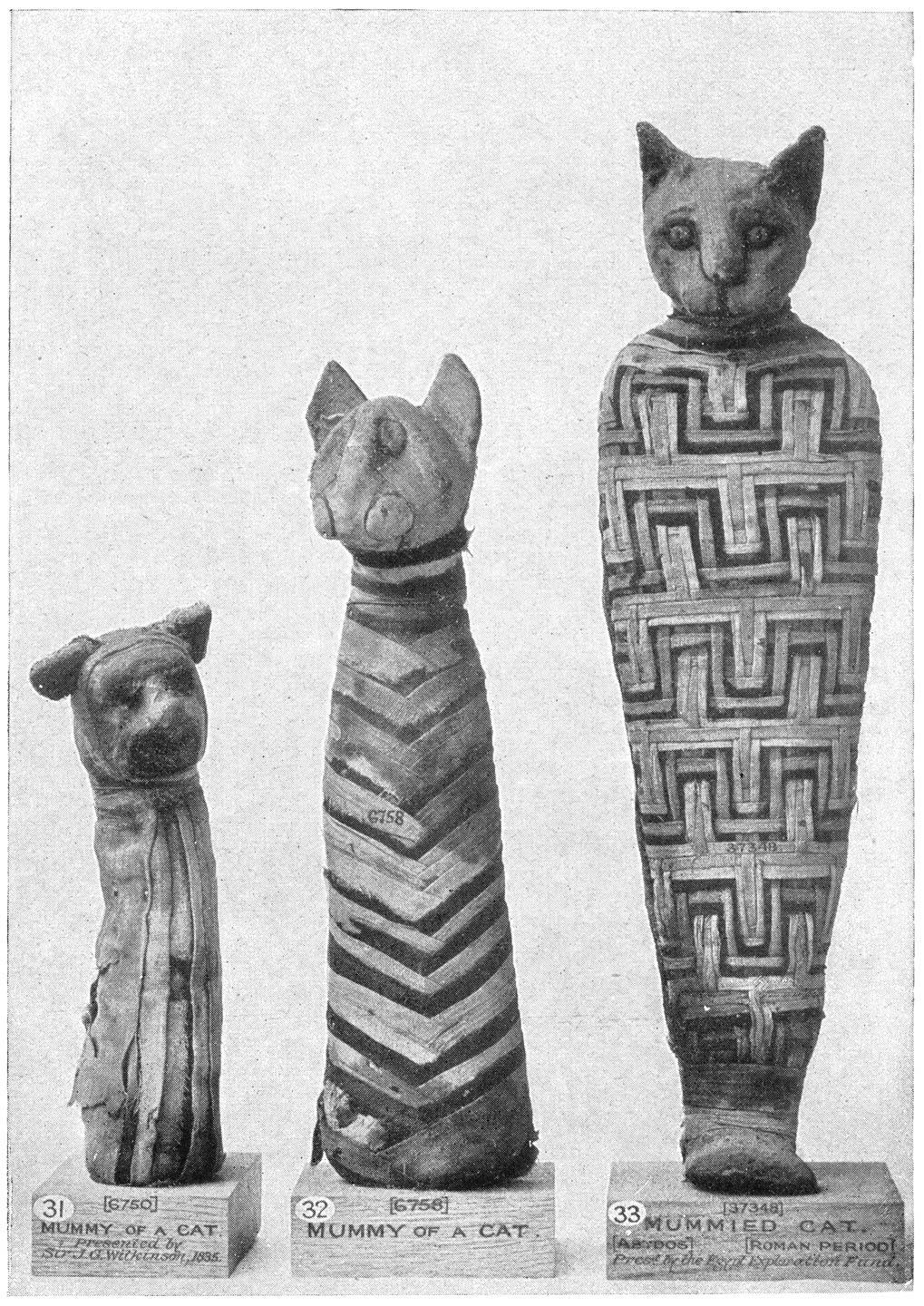 Mummies van katten.